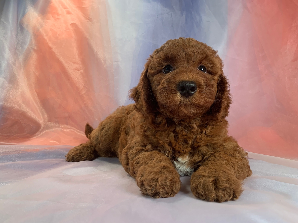 F1b Mini Goldendoodle Puppy for Sale, DOB 7-20-2022, $1800